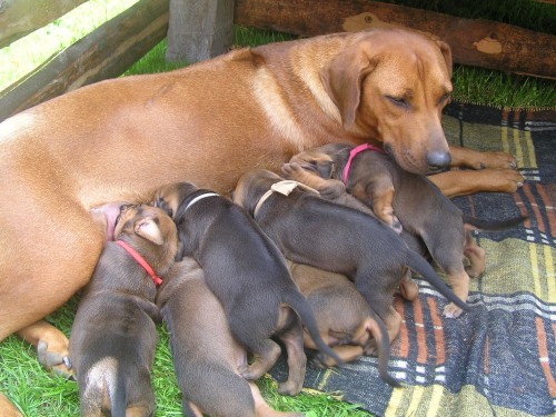 �t���tka Rhod�sk�ho ridgebacka bez PP