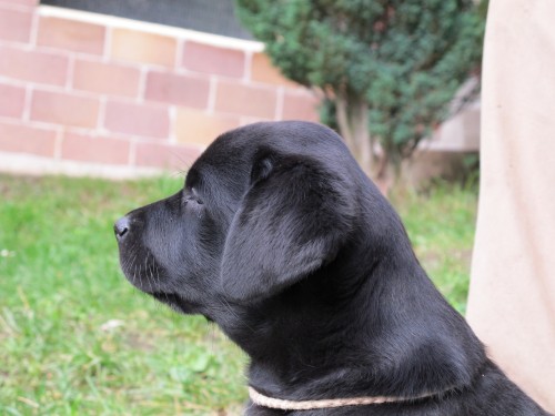 Kr�sn� �t���tka LR s PP - IHNED k odb�ru