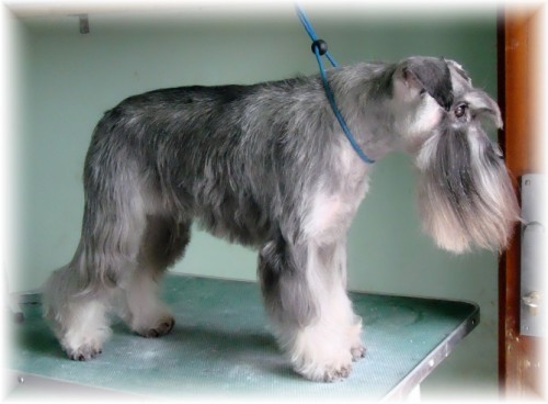 Nab�z�me �t�n�tka Kn�ra� mal� pep� a s�l s PP