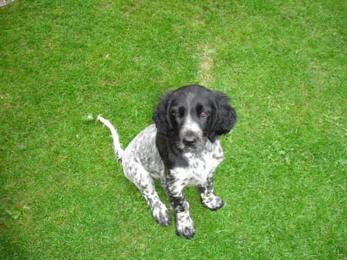 �t�n� velk�ho m�nsterlandsk�ho oha�e 