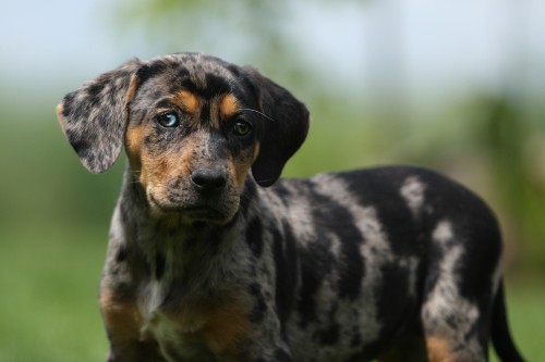 Louisiansk� leopard� pes - �t��ara s PP