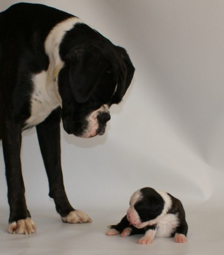 �t�nata boxera s PP