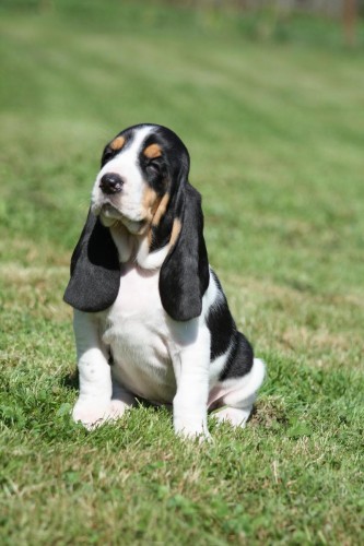 Bernsk� honi�-Berner Laufhund