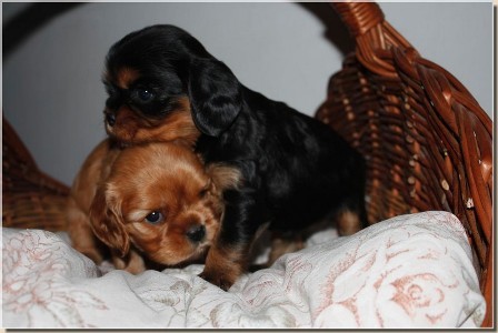 Zad�m �t���tka kaval�r�