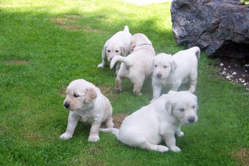 Zlat� Retriever �t���tka