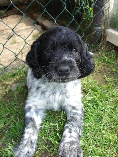 �t�n� velk�ho m�nsterlandsk�ho oha�e 