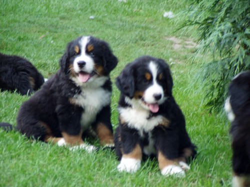 Chovatelsk� stanice Bernsk�ho sala�nick�ho psa prod� �t��ata s PP