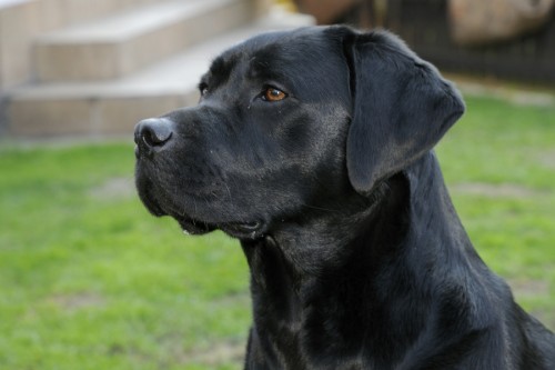 �t���tka Labradorsk�ho retrievera s PP