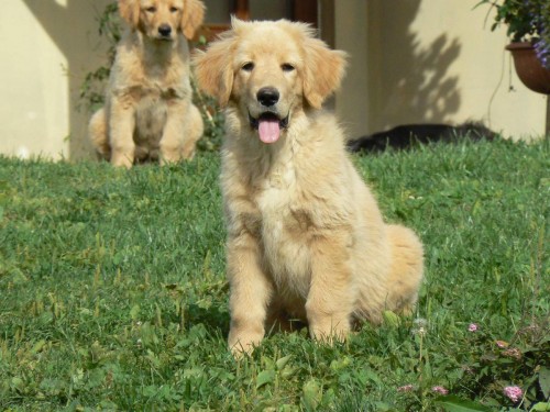 Hovawart �t�n� s PP levn�