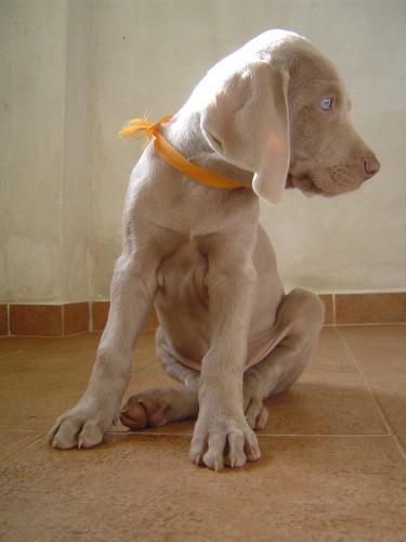 v�marsk� oha� kr�tkosrst� - VOK