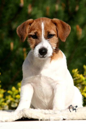 Chesapeake bay retr�vr a Jack Russell teri�r