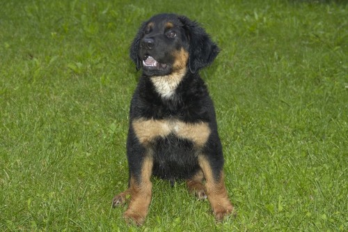 Hovawart - kr�sn� kluk