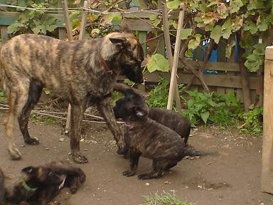 Holandsk� ov��k s PP