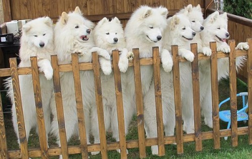 Samojed - �t���tka s PP