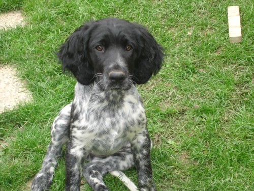 �t�n� velk�ho m�nsterlandsk�ho oha�e 