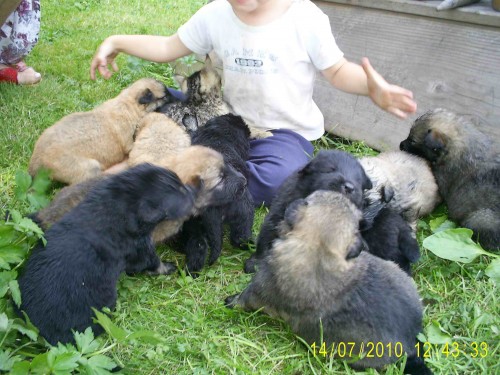 Prod�m �t��ata Belgick�ho ov��ka