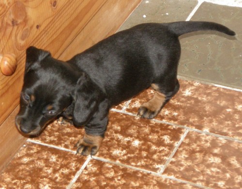 JEZEV��K HLADKOSRST� TRPASLI��