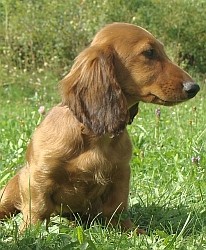 jezev��k dlouhosrst� standardn�