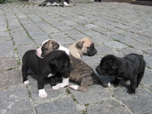 AMERICK� STAFORD��RSK� TERI�R �t��ata