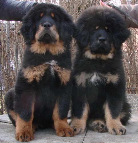 Tibetsk� doga - �t��ata