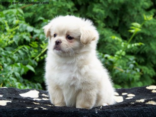 �t���tka tib�sk�