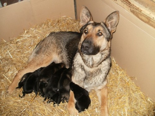 �t��ata n�meck�ho ov��ka