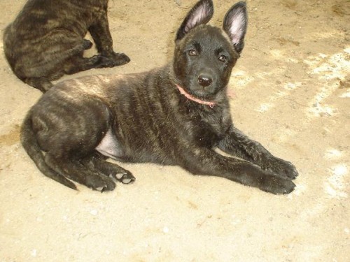 Holandsk� ov��k s PP !