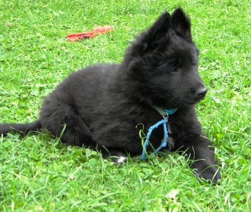 Belgick� ov��k