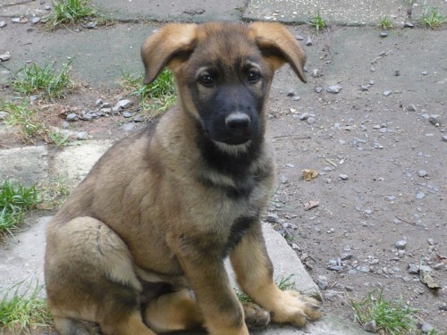 N�meck� ov��k, �t��ata s PP