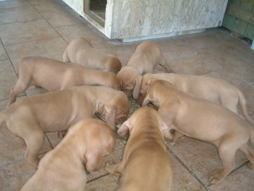 Prod�m �t��ata Ma�arsk�ho oha�e kr�tkosrst�ho s PP