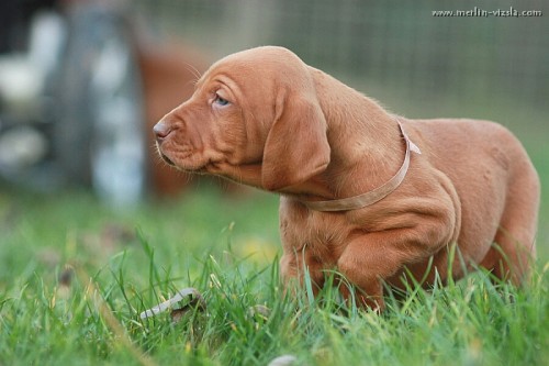 Ma�arsk� oha� - �t�n� Vizsla