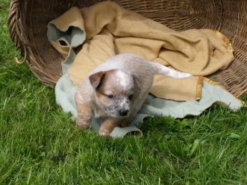 �t��ata AUSTRALSK� HON�CK� PES - ACD s PP