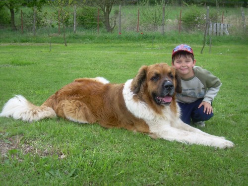 Moskevsk� str�n� pes