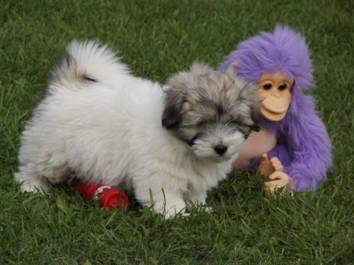 Coton de Tule�r �t��ata