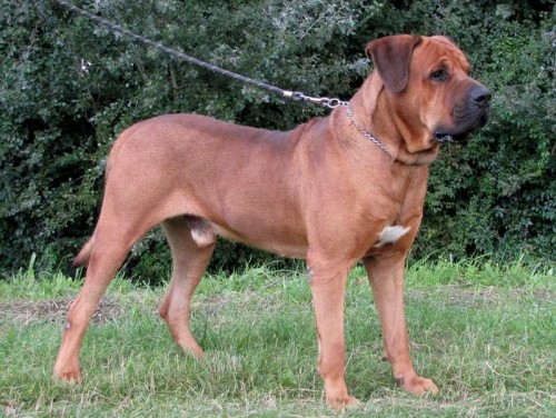 TOSA INU �t��ata