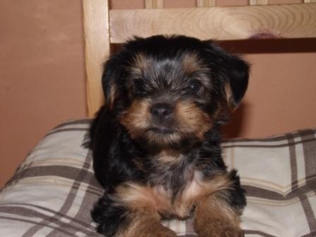 Fenka york��rsk�ho teri�ra