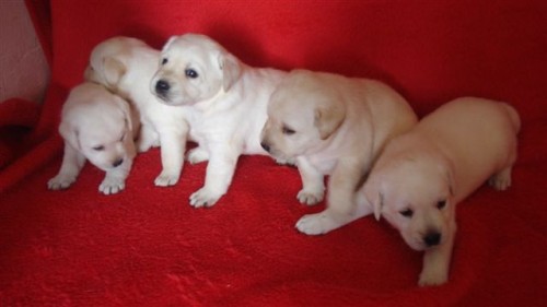 Prod�m �t���tka LR