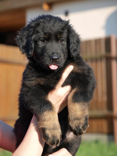 hovawart �t��ata