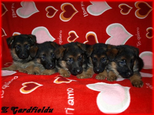 N�meck� ov��k - �t���tka s PP