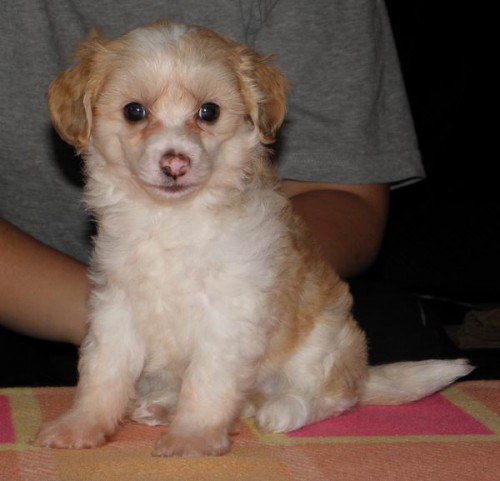 ��nsk� chocholat� pes