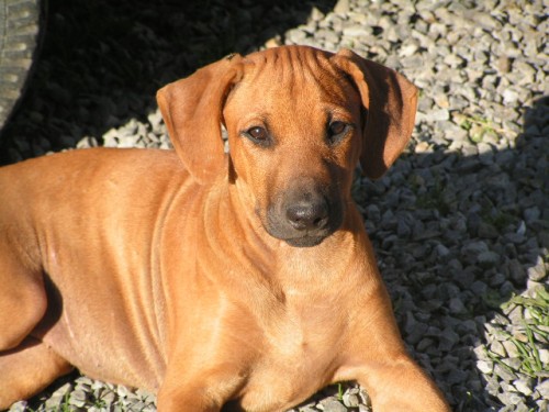 �t���tka rhod�sk�ho ridgebacka s PP