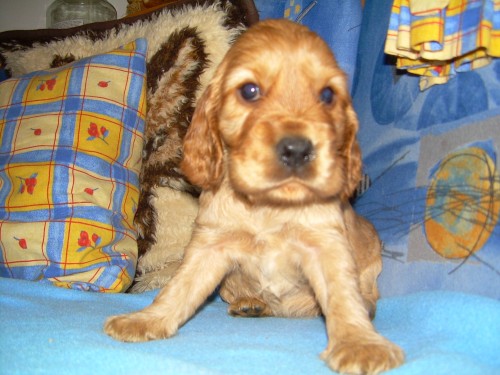 Zlat� anglick� kokr�pan�l bez pp