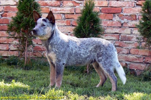 Australsk� hon�ck� pes