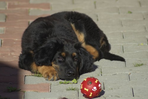 Hovawart - jedine�n� nab�dka