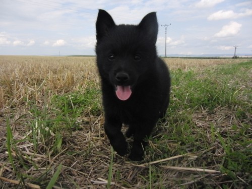 �iperka - prod�m fenku