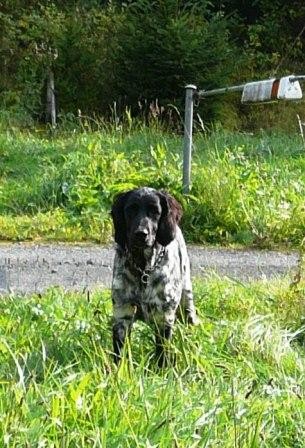 Prod�m mladou fenku VMO