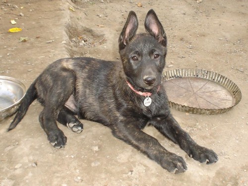 Holandsk� ov��k s PP