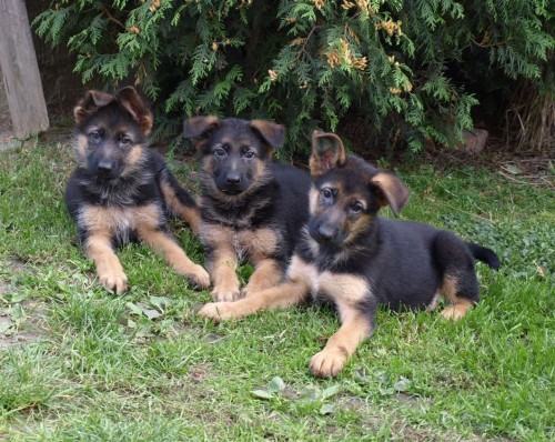 N�meck� ov��k - �t���tka s PP