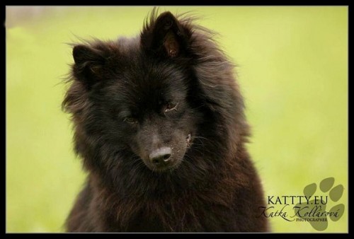 N�meck� �pic �ern� a vl��, �t���tka