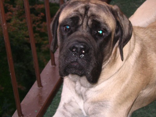 prod�m Anglick�ho mastifa